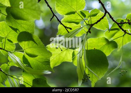 Tiglio piccolo-lievitato (Tilia cordata) verde primavera fogliame e drupi immaturi Foto Stock