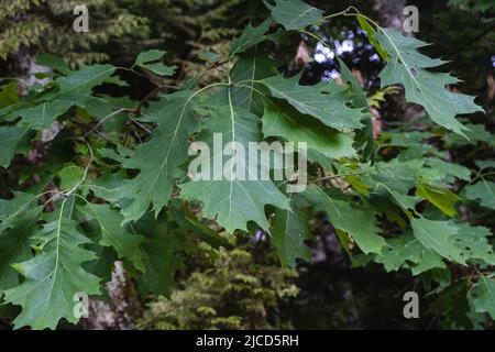 Quercia rossa settentrionale (Quercus rubra) foglie verdi primaverili Foto Stock