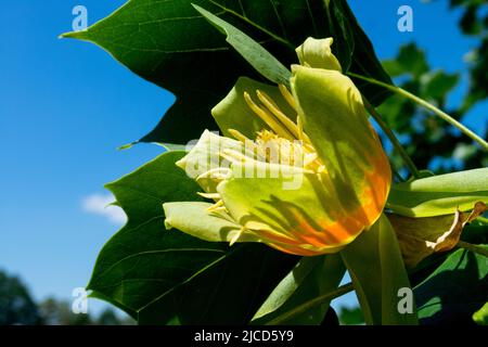 Liriodendron tulipifera Fiore, Tulip Tree Liriodendron tulipifera fiore Foto Stock