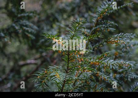 Tasso europeo (Taxus baccata) verde scuro fogliame e fiori maschili Foto Stock