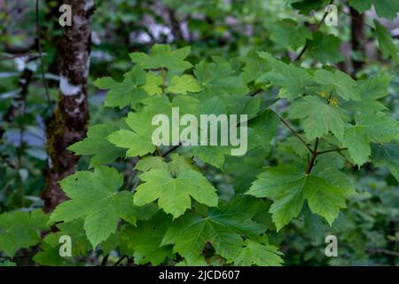 Acero Sycamore (Acer pseudoplatanus) albero a foglia larga fresco verde primavera nuovo fogliame Foto Stock