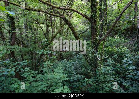 Foresta decidua temperata in Galizia in primavera Foto Stock