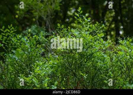 Mirtillo europeo o mirtilli blu (Vaccinium myrtillus) che crescono nel Parco Nazionale di Peneda-Geres, Portogallo Foto Stock