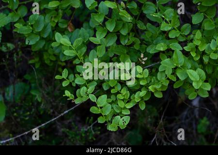 Mirtillo europeo o mirtilli blu (Vaccinium myrtillus) che crescono nel Parco Nazionale di Peneda-Geres, Portogallo Foto Stock