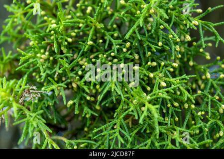 Cipresso mediterraneo (Cupressus sempervirens) conifere sempreverdi foglie e germogli verdi Foto Stock