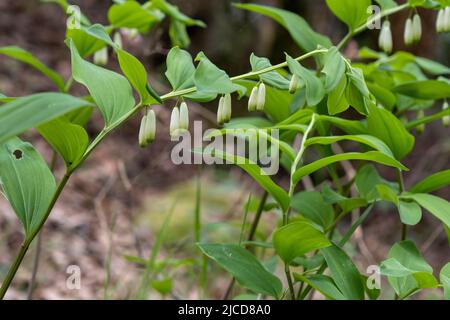 Guarnizione angolare di Salomone (Polygonatum odoratum) con foglie verdi fresche e fiori bianchi pendenti che crescono selvaggi in una foresta in Galizia, Spagna Foto Stock