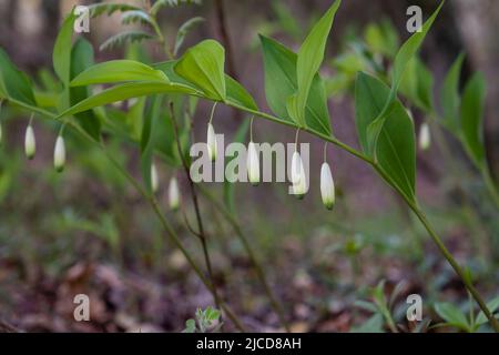 Guarnizione angolare di Salomone (Polygonatum odoratum) fiore bianco appeso fiori tubolari Foto Stock