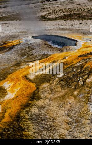 Tappetini alghe-batterici. Sorgente termale calda, piscina calda nel parco nazionale di Yellowstone. USA Foto Stock