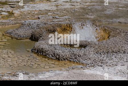 Geyser bolle d'acqua bollente. Geyser attivo con eruzioni maggiori. Yellowstone NP, Wyoming, USA Foto Stock