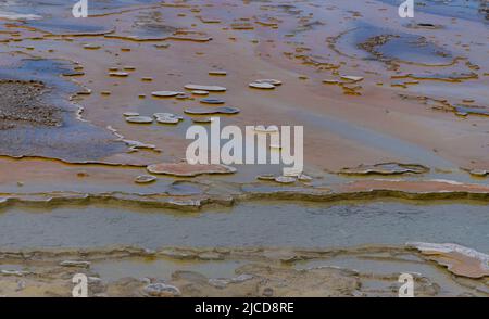 Geyser bolle d'acqua bollente. Geyser attivo con eruzioni maggiori. Yellowstone NP, Wyoming, USA Foto Stock