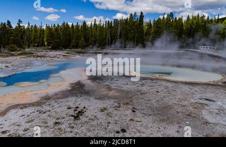 Geyser bolle d'acqua bollente. Geyser attivo con eruzioni maggiori. Yellowstone NP, Wyoming, USA Foto Stock