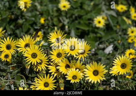 Capo dente di leone (Arctotheca calendula) fiori gialli Foto Stock