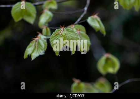 Fagus sylvatica (faggio europeo) fogliame primavera fresco e verde Foto Stock