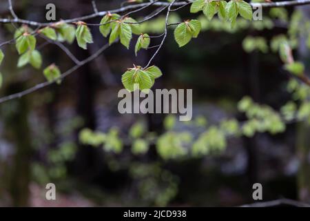 Fagus sylvatica (faggio europeo) fogliame primavera fresco e verde Foto Stock