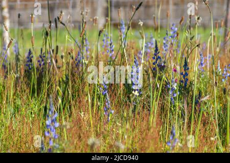 Lupinus angustifolius o fiori selvatici lupino a foglia stretta Foto Stock