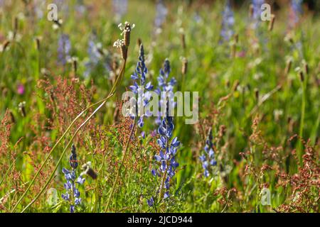 Lupinus angustifolius o fiori selvatici lupino a foglia stretta Foto Stock