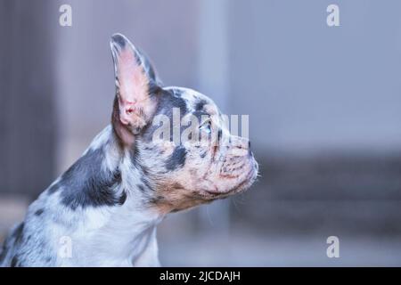 Vista laterale del giovane blu merle tan francese Bulldog cane con naso lungo sano Foto Stock