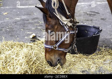 Dettaglio di alimentazione animale in un'azienda agricola Foto Stock