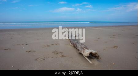 Driftwood all'Aber Dyfi Beach Galles Foto Stock