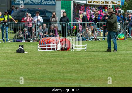 Ardrossan, Scozia, Regno Unito. 12th giugno 2022. Anatra pastore ai Giochi delle Highland di Ardrossan come fa un ritorno dopo un'assenza di due anni a causa della pandemia di Covid-19. I giochi celebrano la cultura scozzese con gare di pipe band solisti, balli highland e tradizionali eventi di pesi massimi. Credit: SKULLY/Alamy Live News Foto Stock