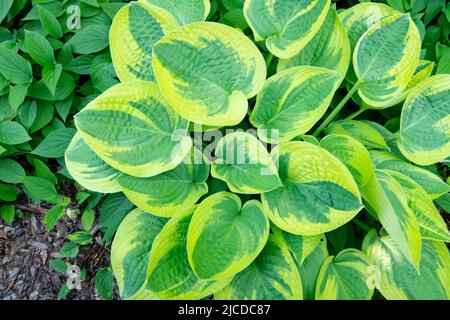 Plantain Lily, Hosta, foglie, Hosta Wide Brim, Hostas, Pianta Foto Stock