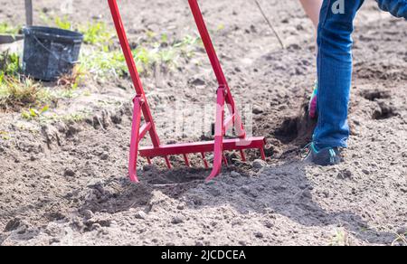 Un agricoltore in jeans scava il terreno con una pala a forcella rossa. Una pala miracolosa, uno strumento pratico. Coltivatore manuale. Il coltivatore è un han efficiente Foto Stock