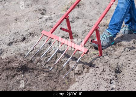 Un agricoltore in jeans scava il terreno con una pala a forcella rossa. Una pala miracolosa, uno strumento pratico. Coltivatore manuale. Il coltivatore è un han efficiente Foto Stock