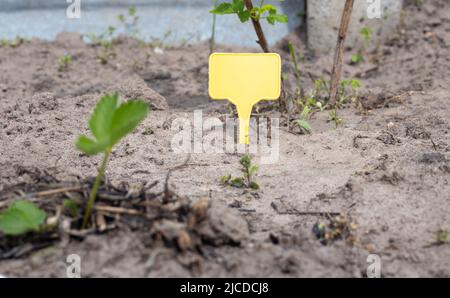 Un pennarello giallo in plastica per giardino che indica una pianta nel giardino. Etichetta giardino per marcatura. Una piastra riutilizzabile è progettata per visualizzare le informazioni relative alla p Foto Stock