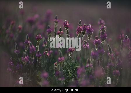 Un campo comune di sainfoin (Onobrychis viciifolia) visto in Almazán, a nord della Spagna durante la primavera. Secondo AEMET, l'agenzia meteorologica spagnola, era la quarta primavera più secca dal 1961, e la seconda più secca del 21st secolo, solo dietro il 2005. La precipitazione nel paese nel suo complesso era inferiore del 33% al normale e la temperatura media era di 12,5°C. Questa temperatura era di 0,4°C superiore alla media degli ultimi decenni. Foto Stock