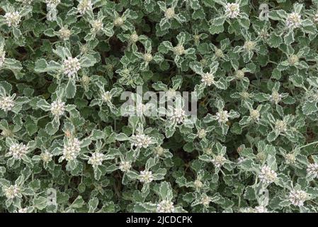 Un Horehound comune (Marrubium vulgare) è visto in un campo durante la primavera. Secondo AEMET, l'agenzia meteorologica spagnola, era la quarta primavera più secca dal 1961, e la seconda più secca del 21st secolo, solo dietro il 2005. La precipitazione nel paese nel suo complesso era inferiore del 33% al normale e la temperatura media era di 12,5°C. Questa temperatura era di 0,4°C superiore alla media degli ultimi decenni. Foto Stock