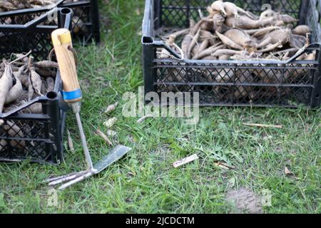 I grandi tuberi di dahlia con steli essiccati sono impilati in scatole di plastica che si ergono su erba verde. Preparazione per piantare la molla. I tuberi di fiore si asciugano fuori nel Foto Stock