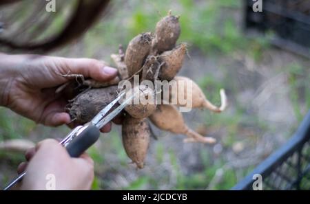 Il giardiniere ordina i tuberi dahlia. Cura della radice della pianta. Tuberi di Dahlia sul terreno prima di piantare. Piantando un tubero di dahlia germogliato con i germogli in un Foto Stock