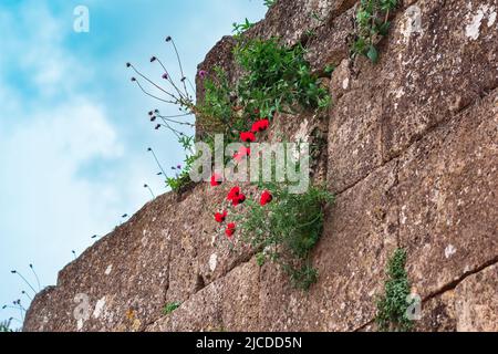 rovine delle mura della vecchia fortezza con papavero e fiori di cardo che crescono nelle crepe della muratura Foto Stock