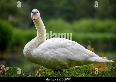 Un cigno si siede sulla riva di un laghetto e mangia erba. Foto Stock