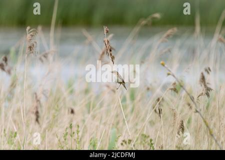 Sedge Warbler arroccato (Acrocephalus schoenobaenus) Foto Stock