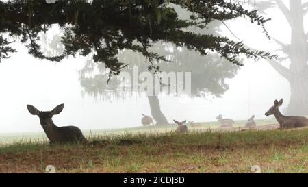 Selvaggio giovane cervi famiglia pascolo, erba verde prato, gruppo o mandria di animali giovani. Molti fawns adorabili, carino calfs sotto cipresso albero in libertà, valle o prato in foresta. Leccetta di merletto. California. Foto Stock