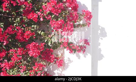 Rosso cremisi bougainvillea fiori fioriscono o fioriscono, ombra su parete bianca di casa. Giardino in stile messicano o spagnolo in California, Palm Springs, USA. Flora esotica tropicale, floricoltura ornamentale. Foto Stock