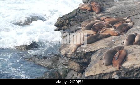 Wild SEALs Rookery, leoni marini poggiati su una spiaggia rocciosa dell'oceano, la Jolla Wildlife, San Diego, California Coast, USA. Giovani animali marini colonia in libertà, mandria in habitat naturale, onde d'acqua da scogliere. Foto Stock