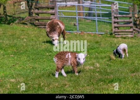 Pecore ed agnelli Foto Stock