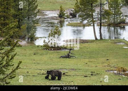 Una mucca di orsacchiotti marrone adulta con i suoi cubetti primaverili alla ricerca di cibo in un prato lungo il fiume Firehole nel parco nazionale di Yellowstone, Wyoming. Foto Stock