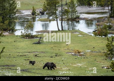 Una vacca Brown Bear adulta conduce i suoi cuccioli primaverili alla ricerca di cibo in un prato lungo il fiume Firehole nel Parco Nazionale di Yellowstone, Wyoming. Foto Stock