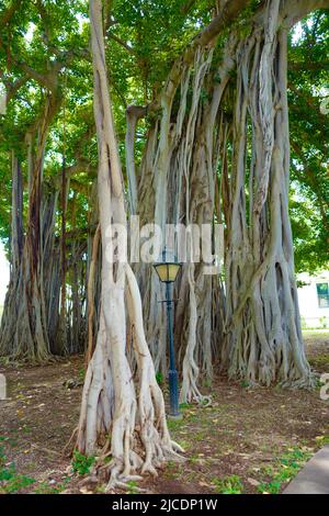 Banyan albero vicino al Palazzo della Principessa Iolani a Honolulu Foto Stock