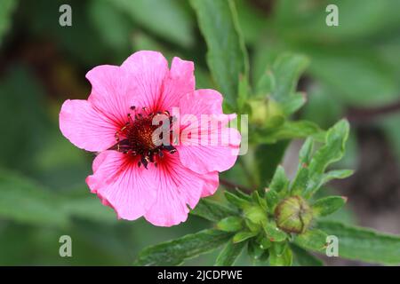 primo piano di una bella fioritura rosa potenzila nepalensis contro uno sfondo verde sfocato Foto Stock