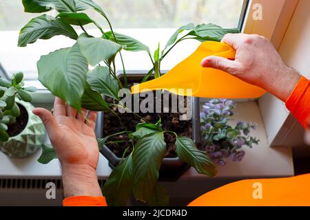 Le mani di un uomo stanno innaffiando un fiore di spathiphyllum in piedi in un vaso grande sul davanzale. Foto Stock