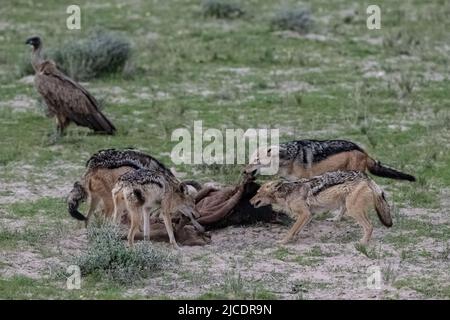 Sciacalli che mangiano una carcassa di bufala nella boscaglia della Namibia Foto Stock