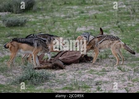 Sciacalli che mangiano una carcassa di bufala nella boscaglia della Namibia Foto Stock