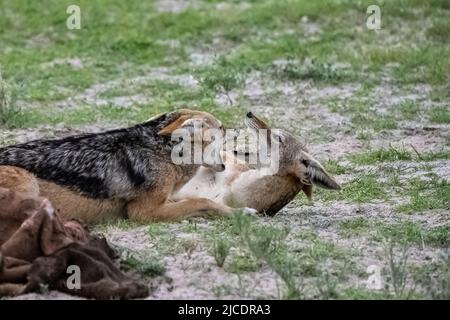 Sciacalli che combattono per una carcassa di bufala nel bush in Namibia Foto Stock