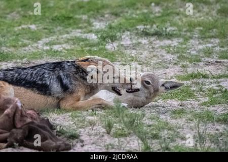 Sciacalli che combattono per una carcassa di bufala nel bush in Namibia Foto Stock