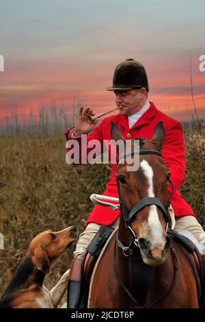 huntsman che soffia corno con cavallo e volpi Foto Stock