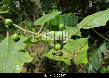 Primo piano di una spazzola piatto o di melanzana di pisello (Solanum torvum) ramo di pianta consiste frutta matura e foglie di danno di insetto Foto Stock